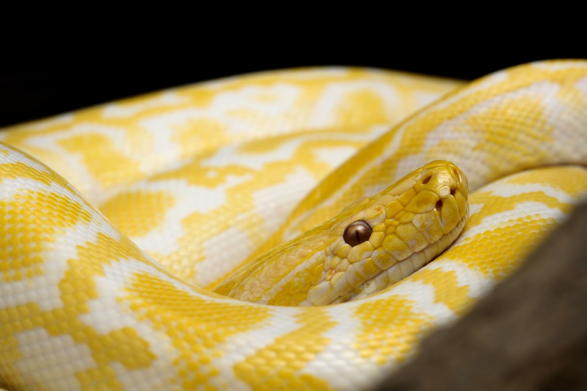 A yellow snake all curled up with its resting on its body