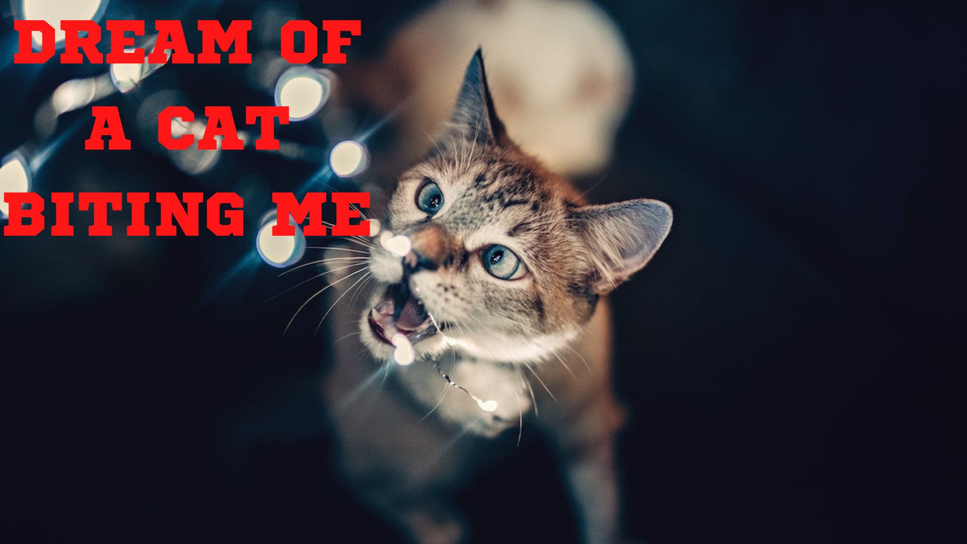 Dream Of A Cat Biting Me - A Sign For Anger And Emotional Unrest