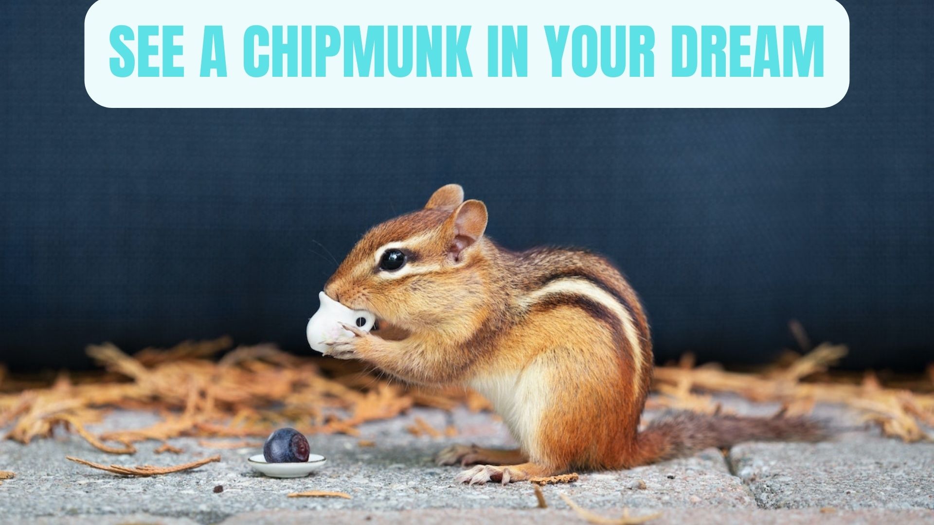 See A Chipmunk In Your Dream - Establishing High Standards For Yourself