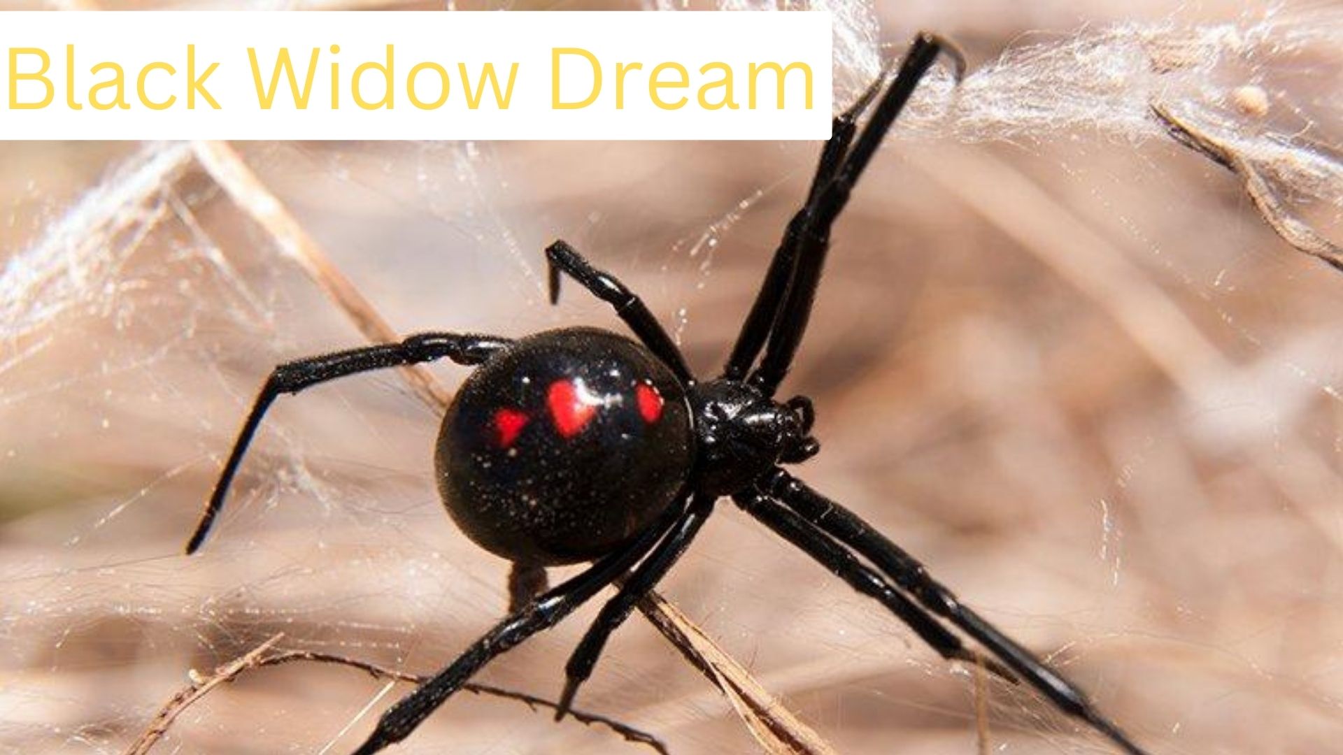 Black Widow Dream - It Symbolizes Your Personal Fears