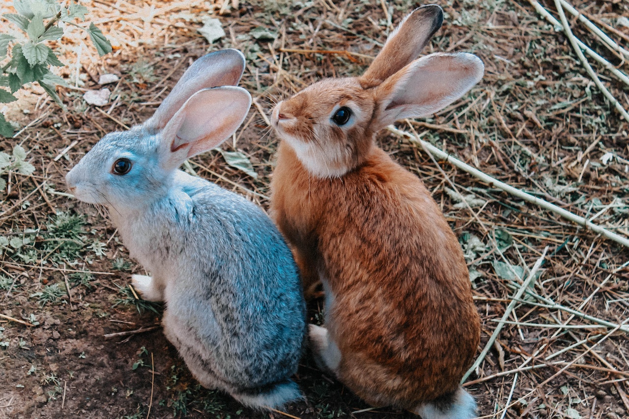 Gray and Brown Bunnies Siting On Ground