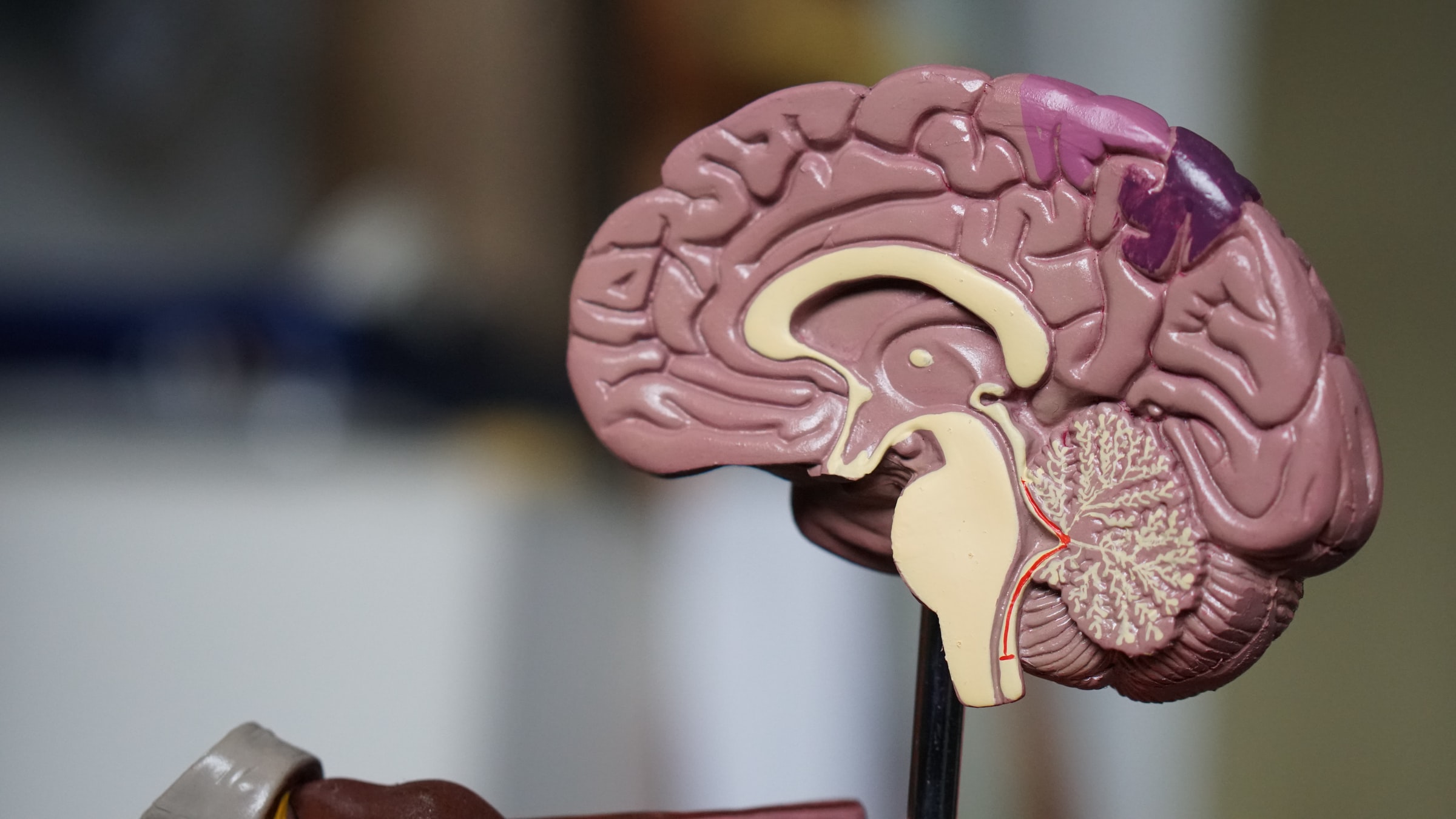 Alpha Brain - A Premium Brain Supplement For Improving Memory And Focus