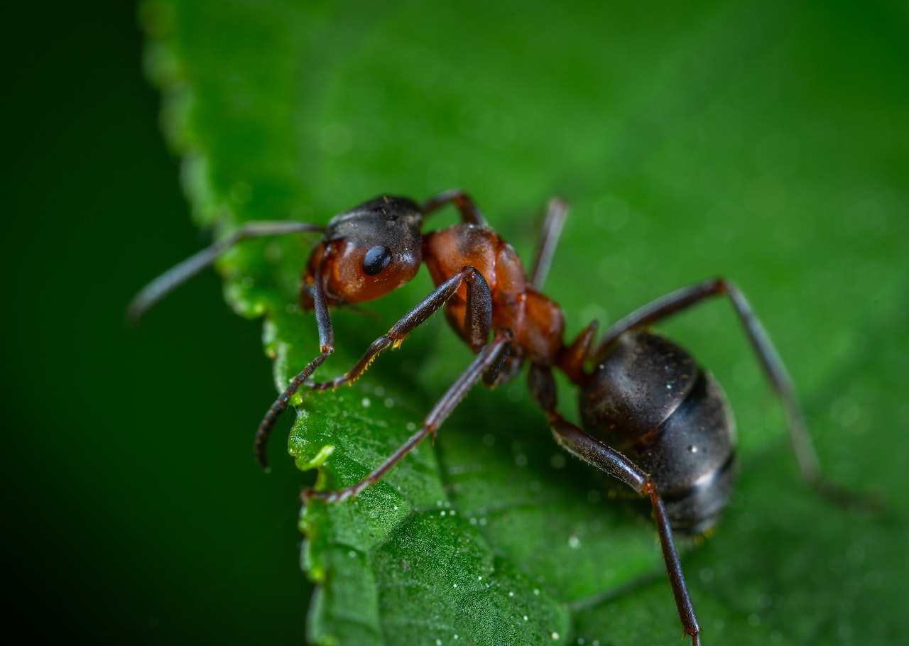Red Ant On A Green Leaf