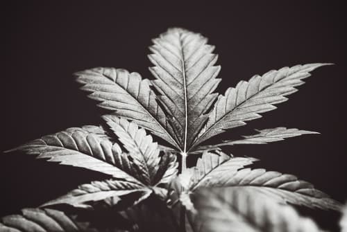 Cannabis In The Post-Prohibition Era