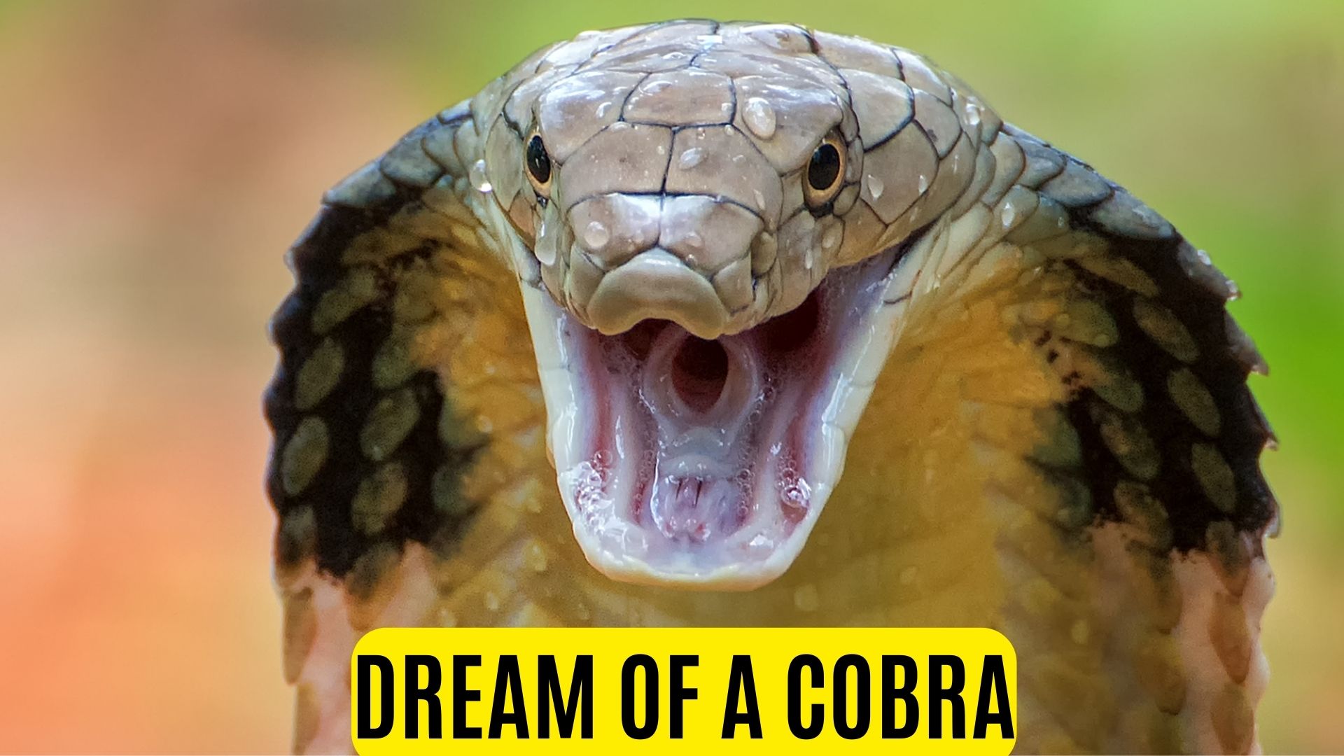 Dream Of A Cobra - Symbol Of Your Inner Insecurities And Problems