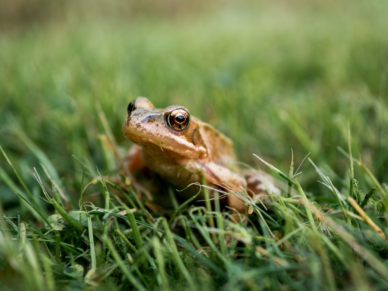 Brown Frog on Grass