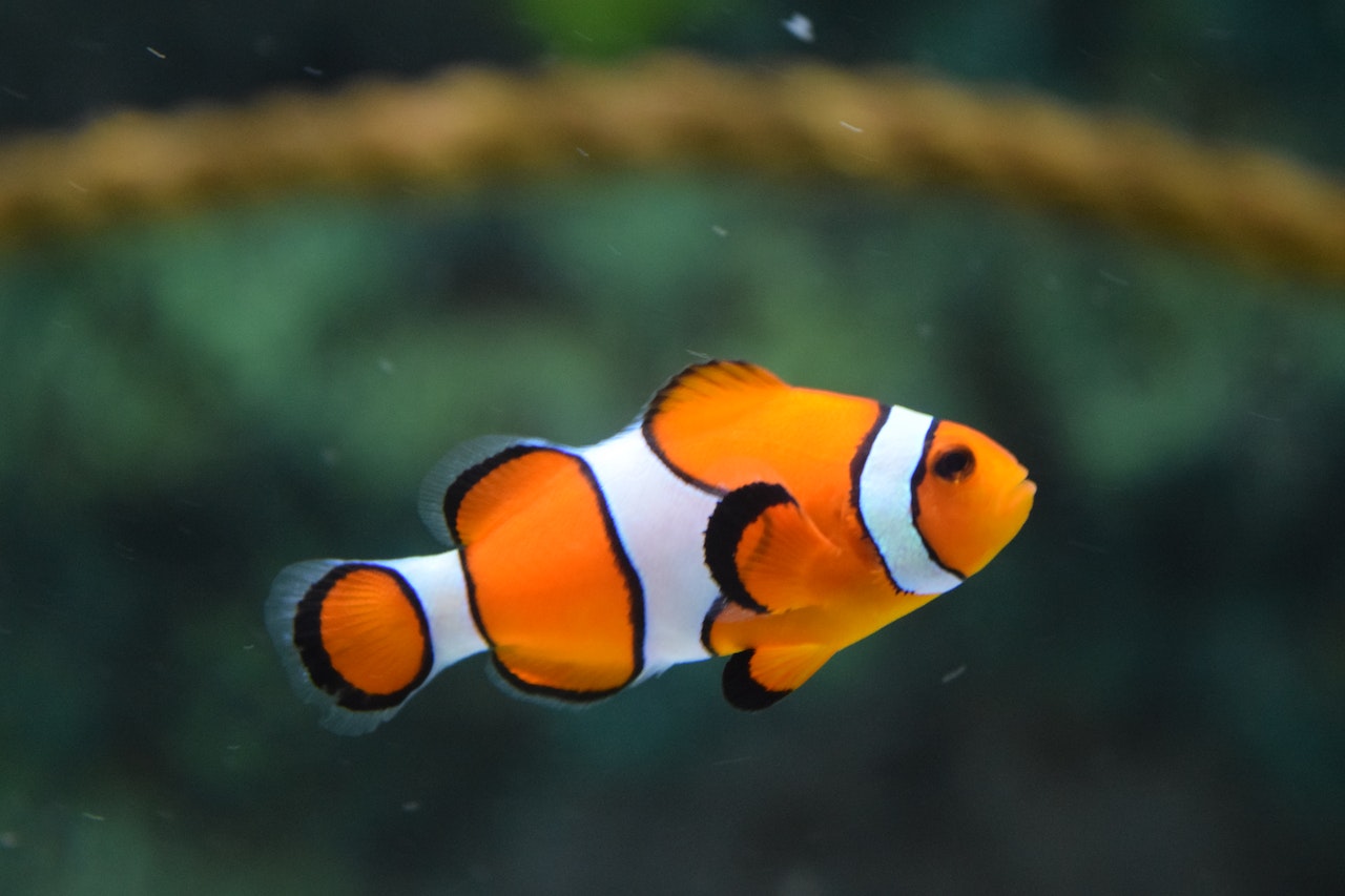 Close Up of Clownfish