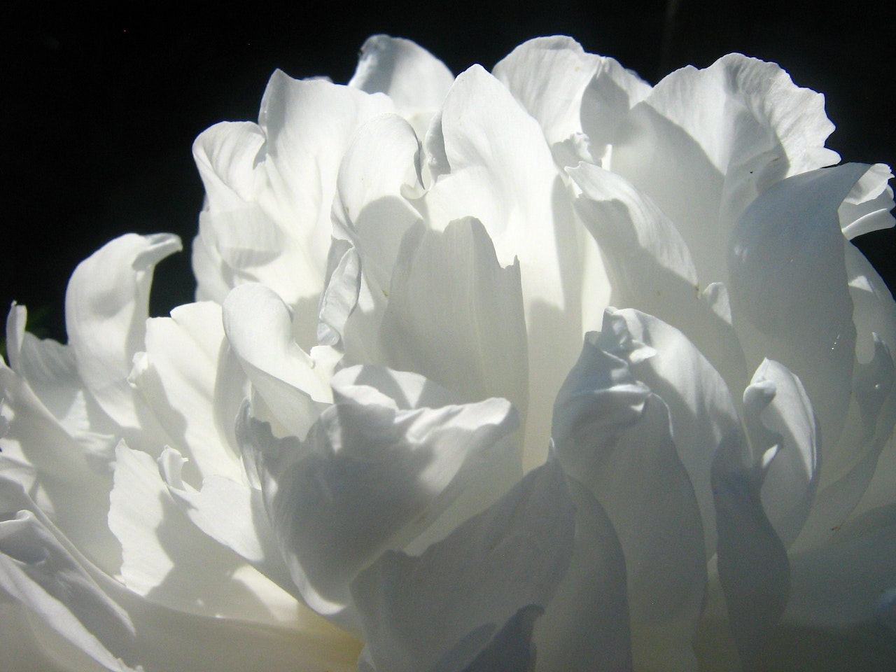 White Petals Of A Blooming Flower