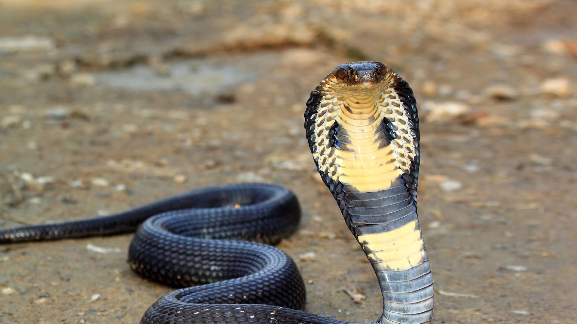 Black Cobra In Standing Position