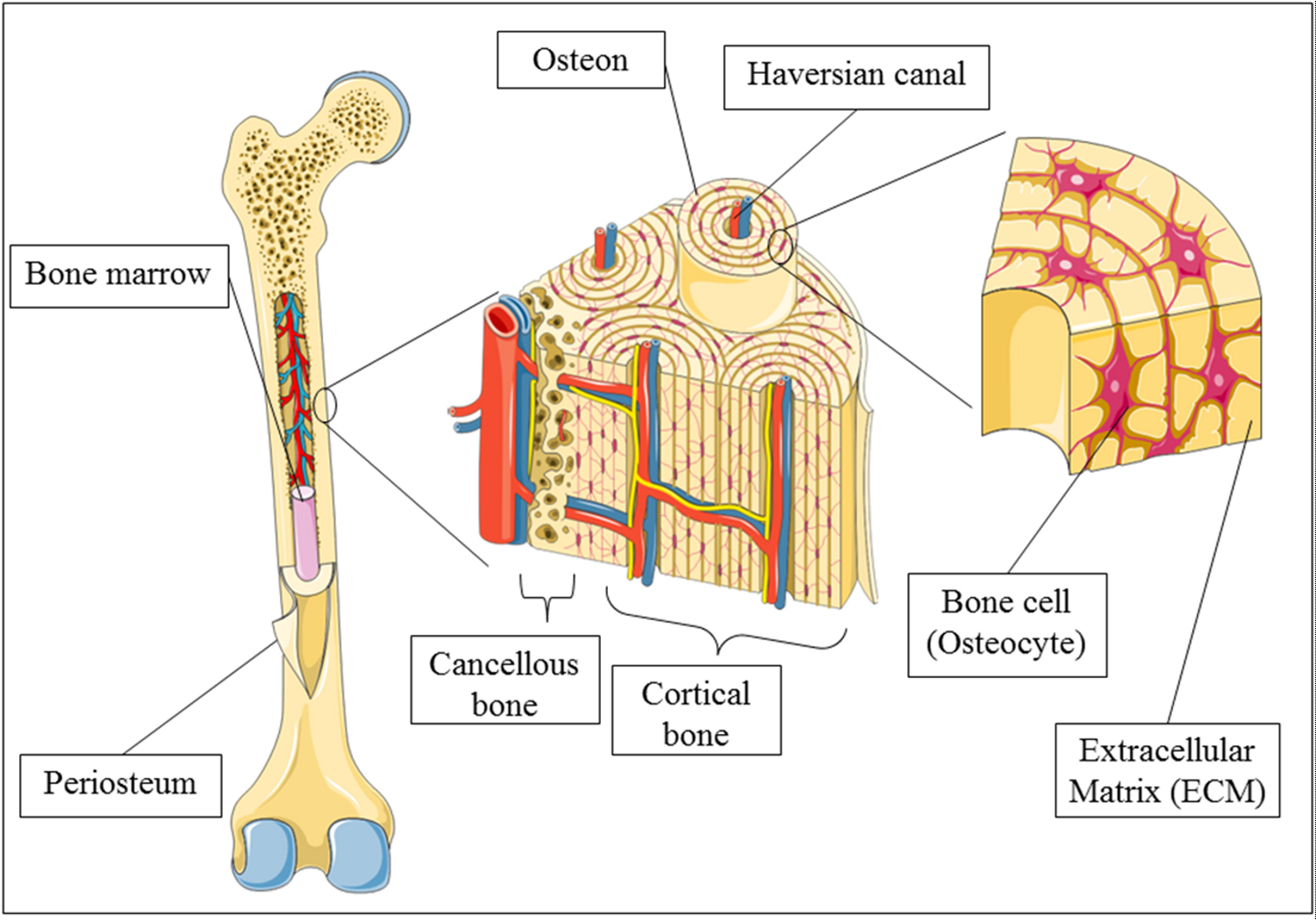 Fully labeled human leg bone showing the bone tissues