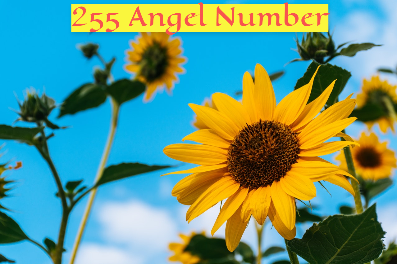 255 Angel Number - Conveys A Special Message