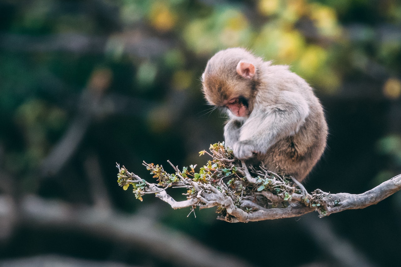 A Monkey Sleeping on Tree Branch