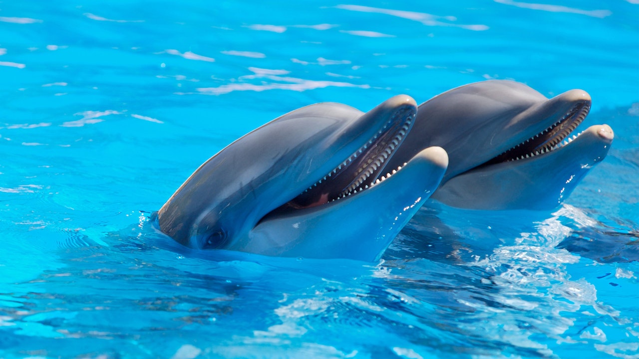 Adorable Dolphins Smiling