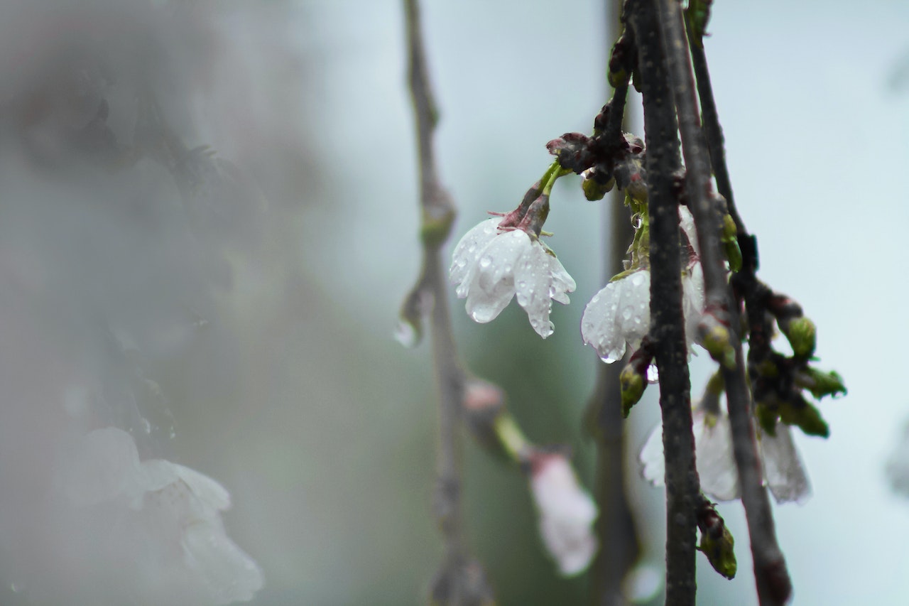 White Tree Blossoms With Dew in Closeup