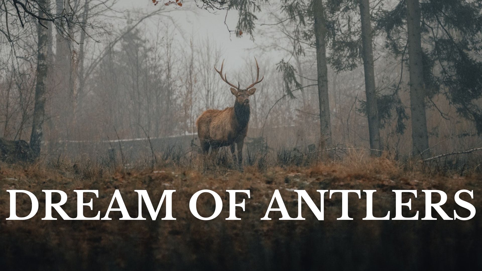 Dream Of Antlers - It Symbolizes Strength, Virility, Sexuality, And Masculinity