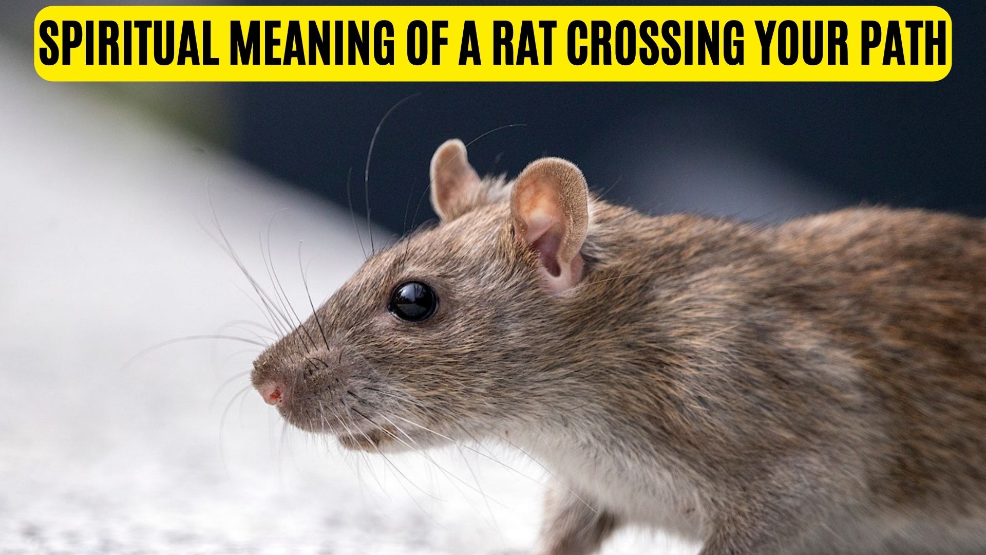 Spiritual Meaning Of A Rat Crossing Your Path
