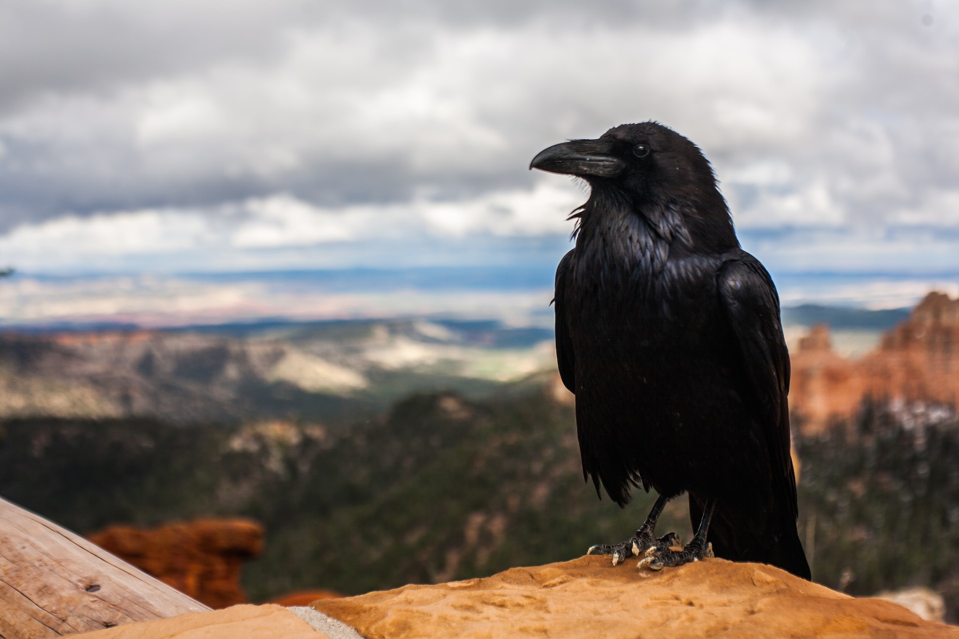 Crows Meaning Spirituality - The Spiritual Symbolism Of Crows