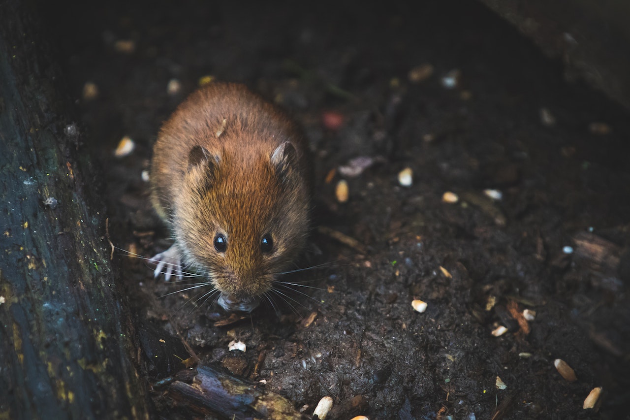 A Brown Mouse On A Dirty Ground
