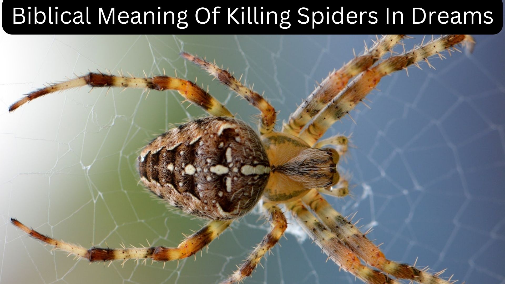 Biblical Meaning Of Killing Spiders In Dreams - Greed And Envy