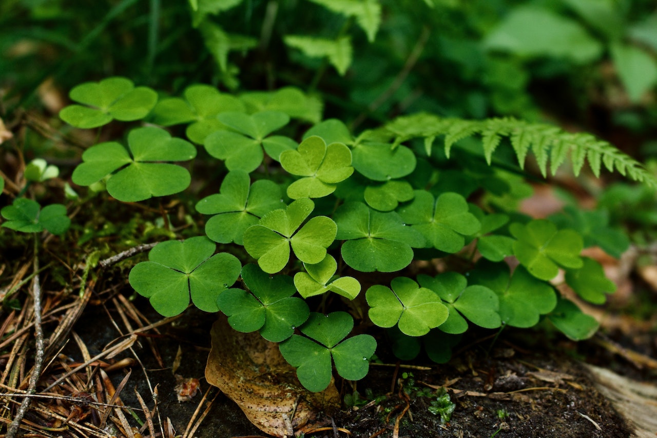 Clover plant in the forest