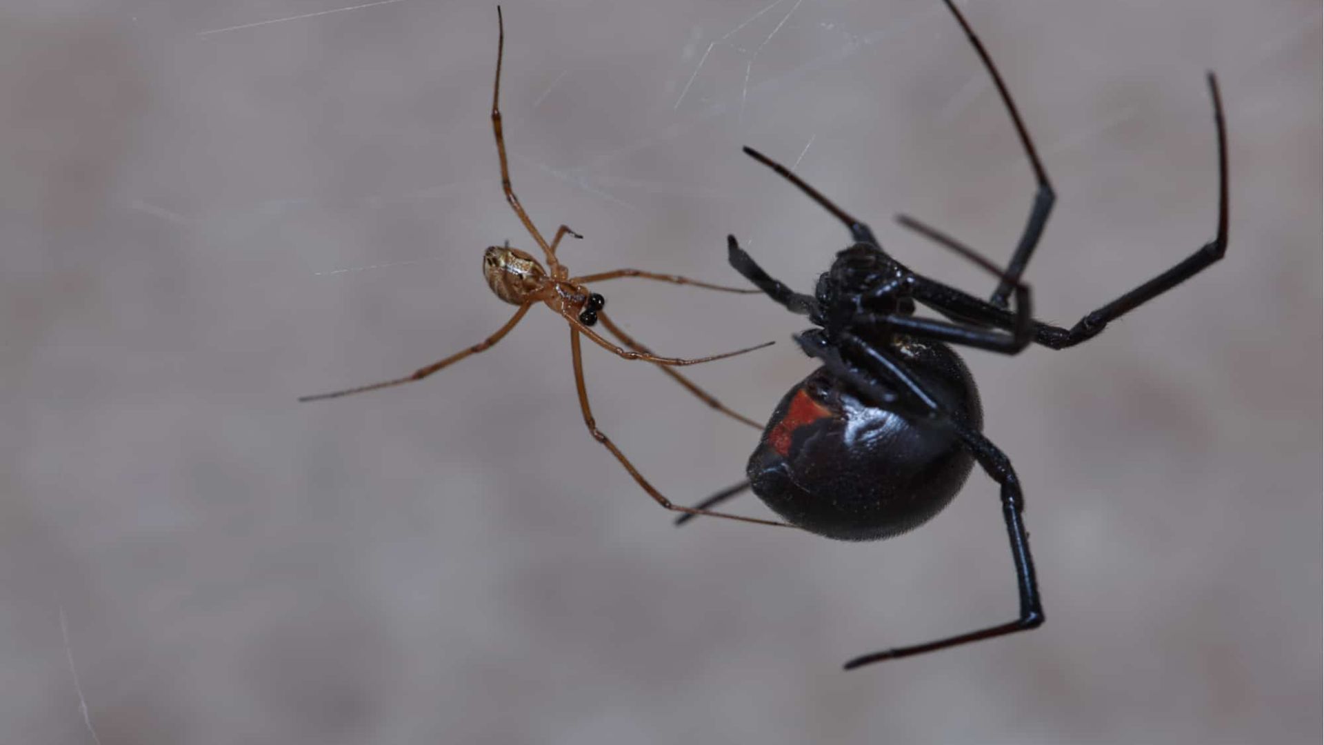 A Black Widow Spider Fighting With A Small Brown Sider