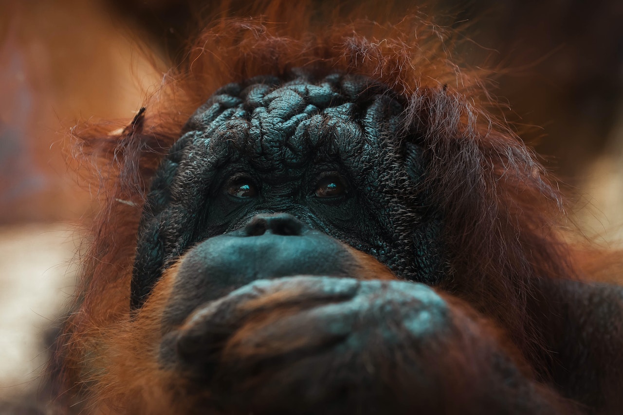 Close-Up of Chimpanzee