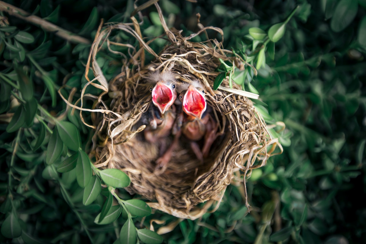 Baby birds with their mouths open while sitting on their nest