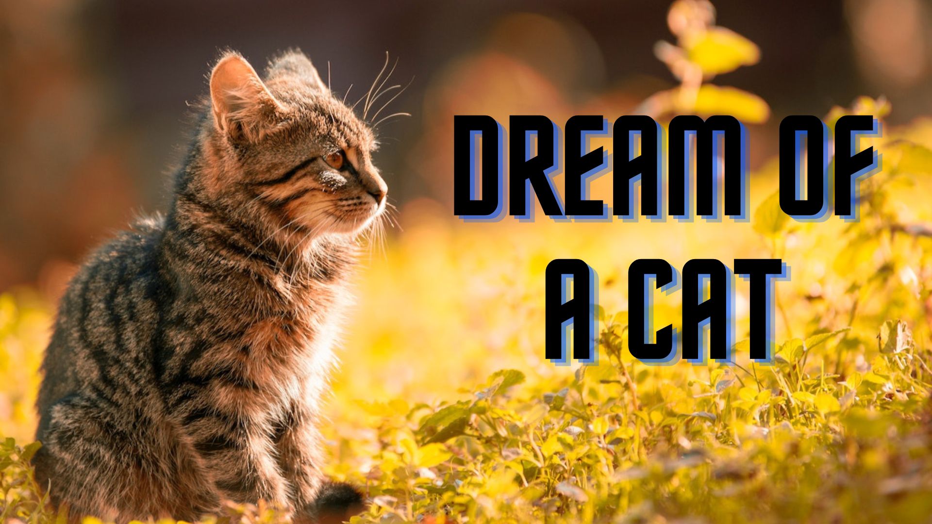 Dream Of A Cat - Independence And Powerful Feminine Energy
