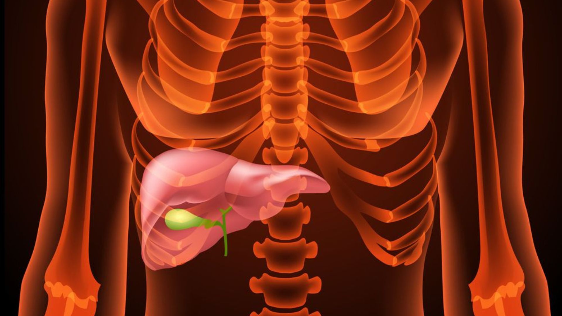 Animated Gallbladder With Liver