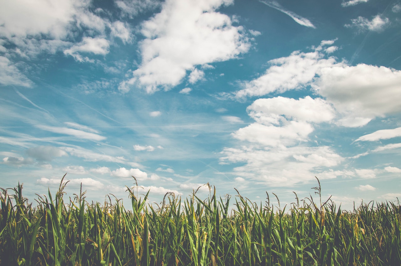 A corn field under the cloudy blue sky
