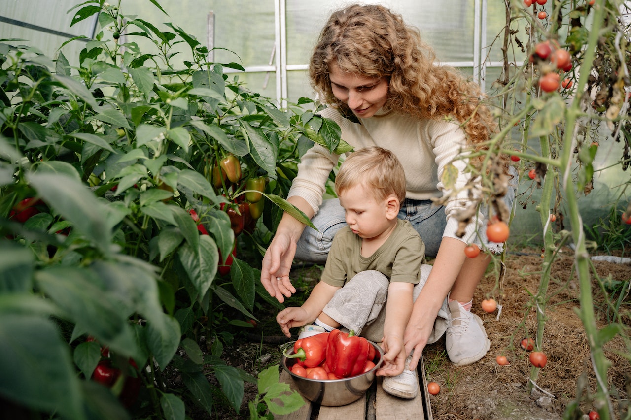 Mother and Son Collecting tomatoes in a Greenhouse