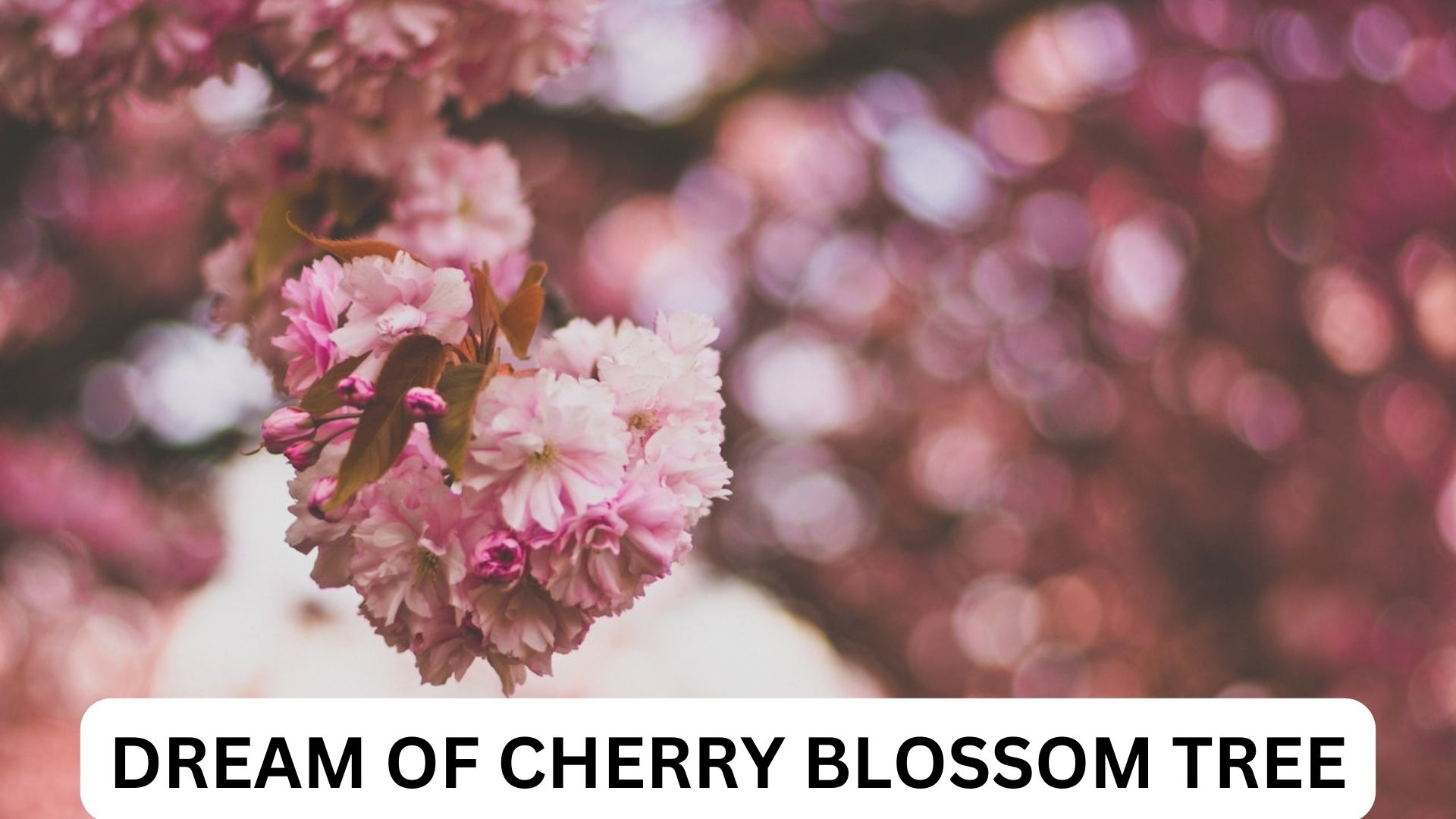 Dream Of Cherry Blossom Tree - Refers To Desiring A Happy Family
