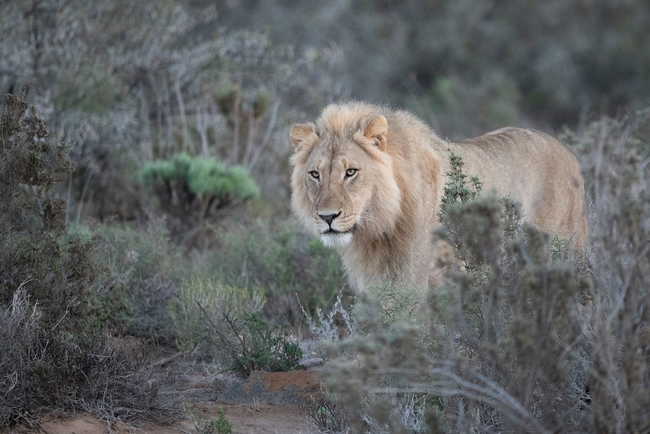 A Lion walking alone in the forest