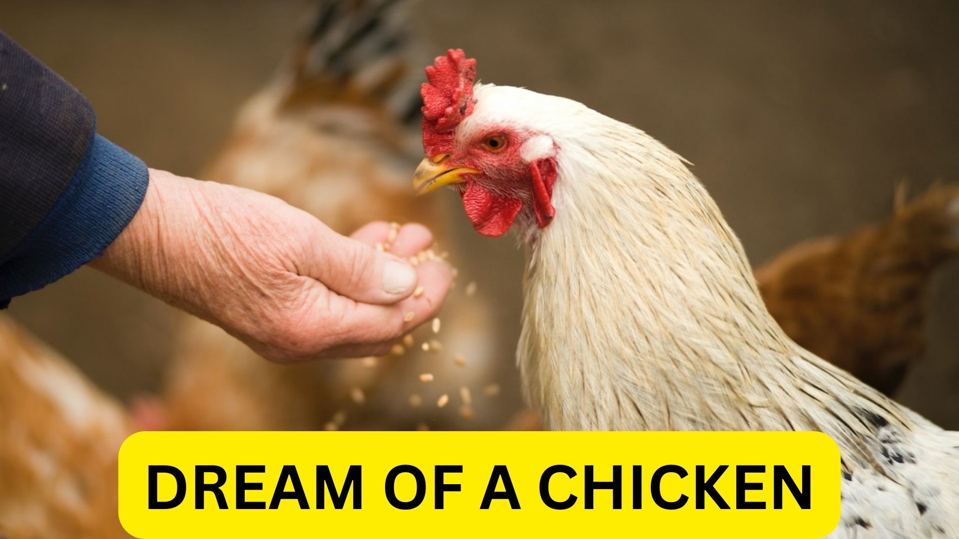 Dream Of A Chicken Symbolized For Rebirth