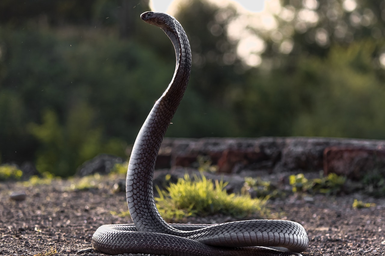 A Snake On Dirty Ground Ready To Bite