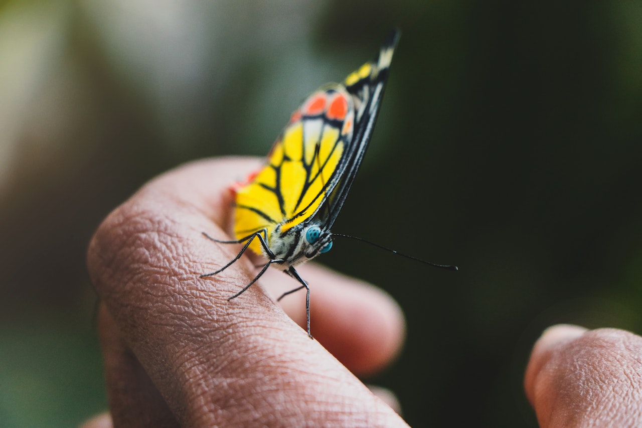 A Butterfly on a Person's Finger