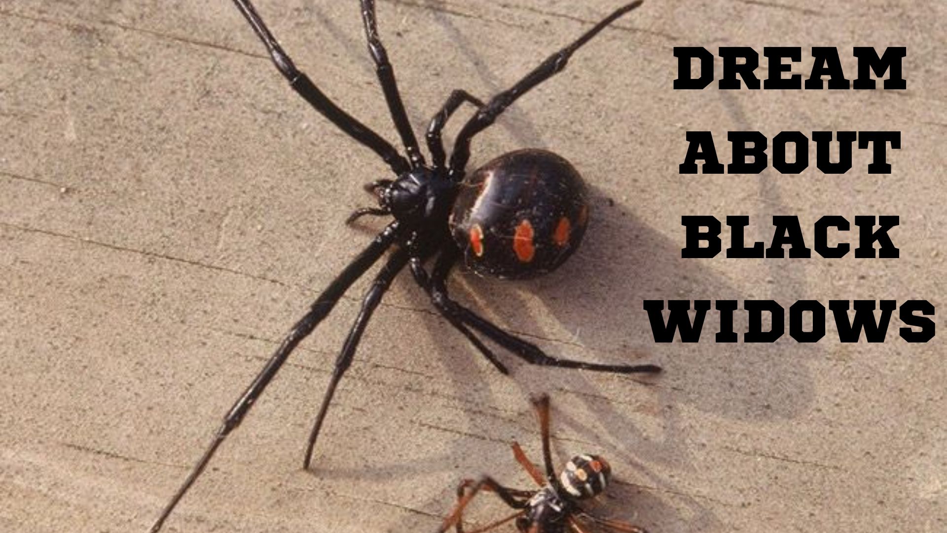 Dream About Black Widows - Sensitive And Angry Intentions