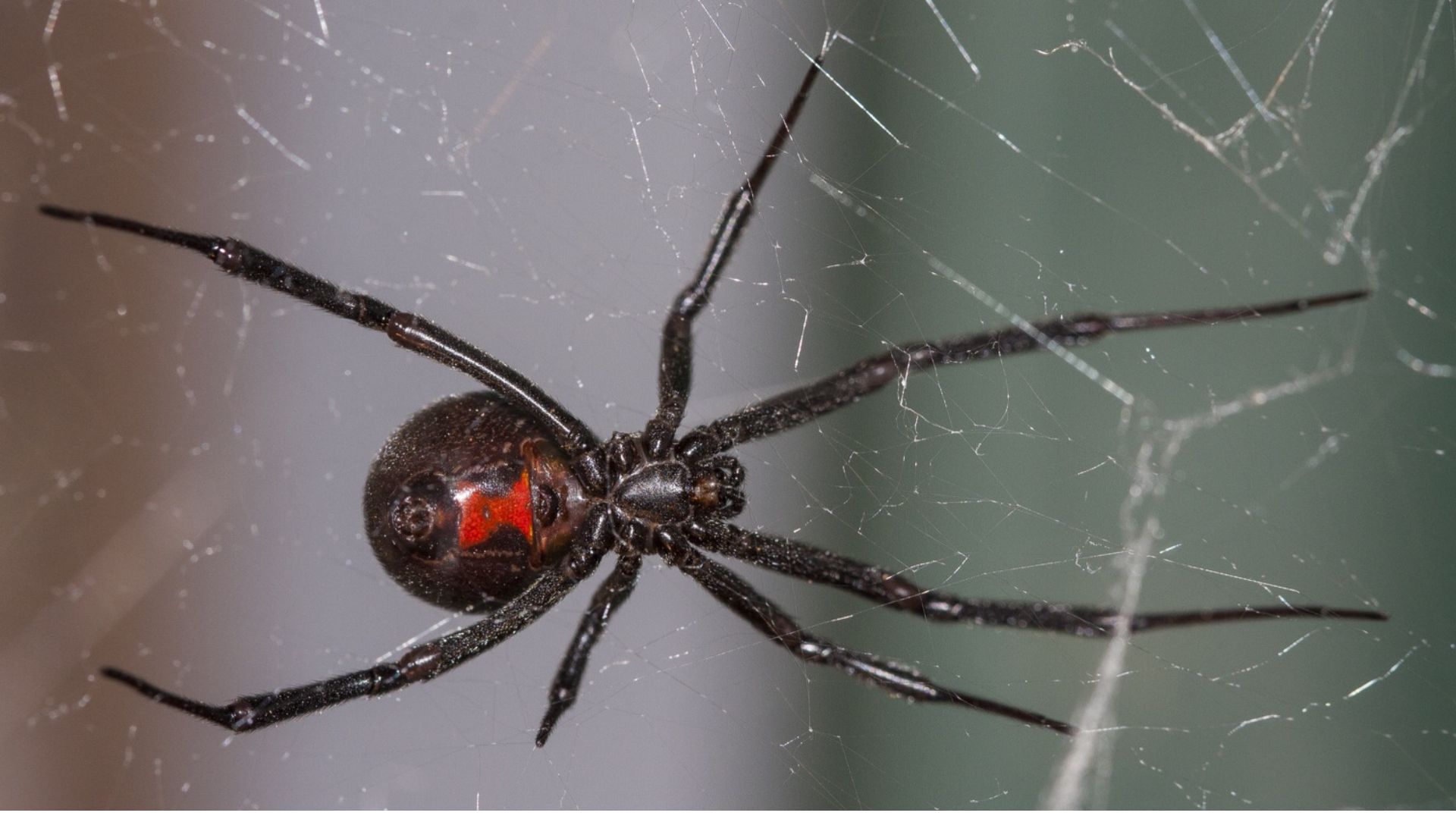 A Spider On Crawling On Its Web