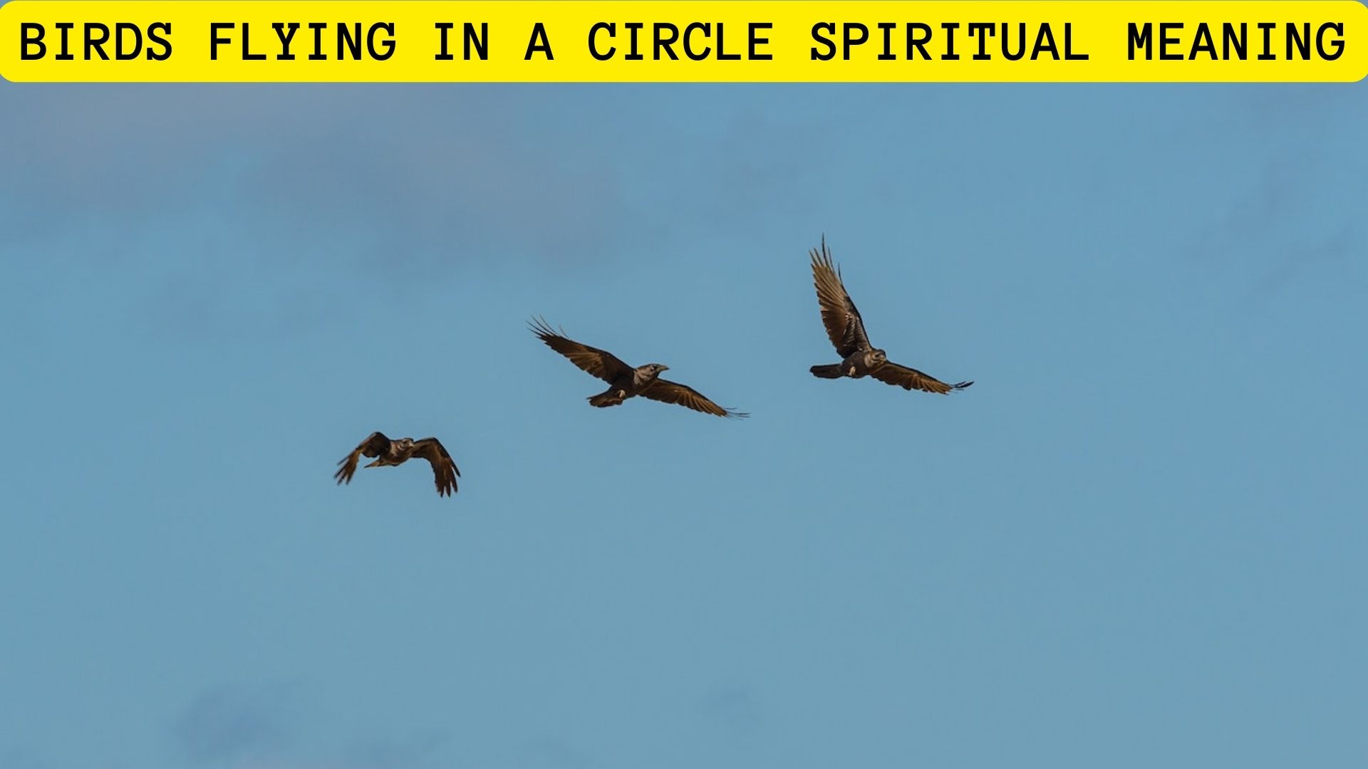 Birds Flying In A Circle Spiritual Meaning And Interpretation
