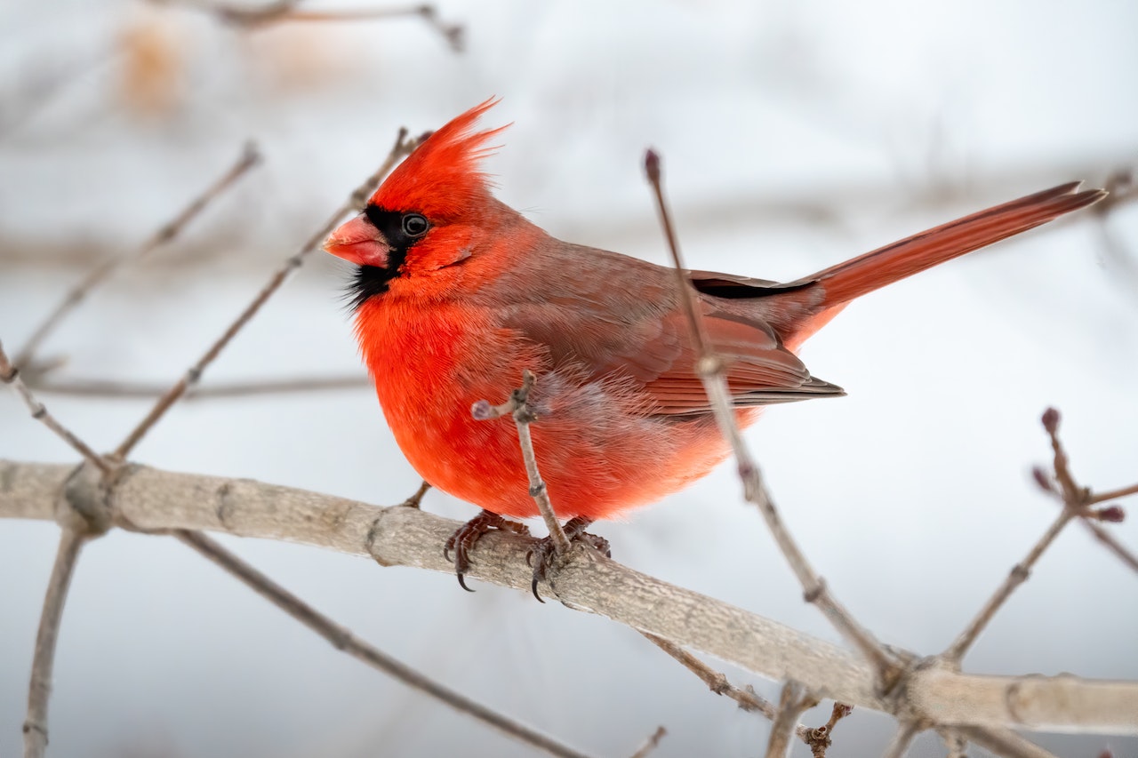Northern Cardinal Perched on a Tree Branch