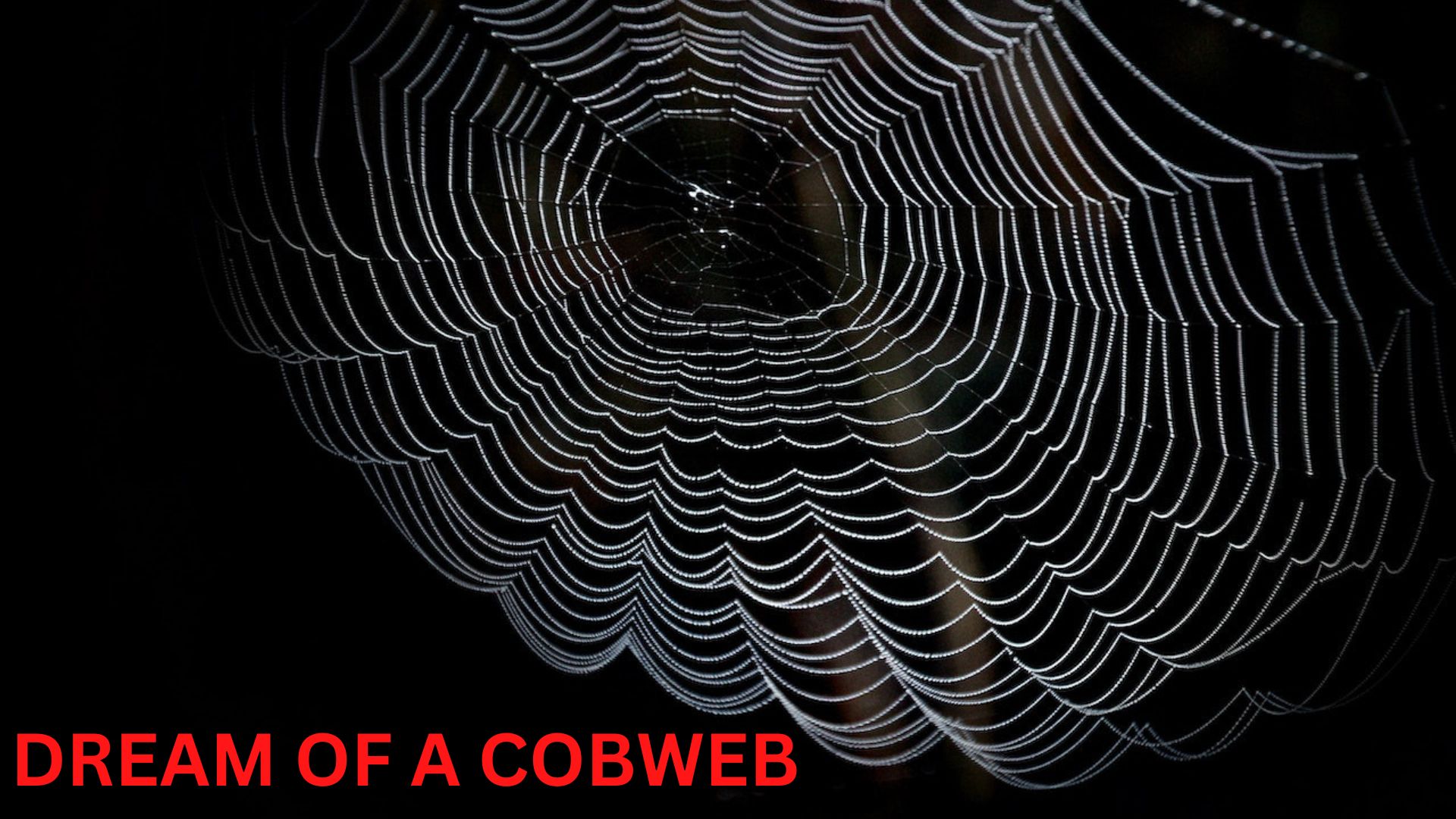Dream Of A Cobweb - A Symbol Of Success, Hard Work, And Patience