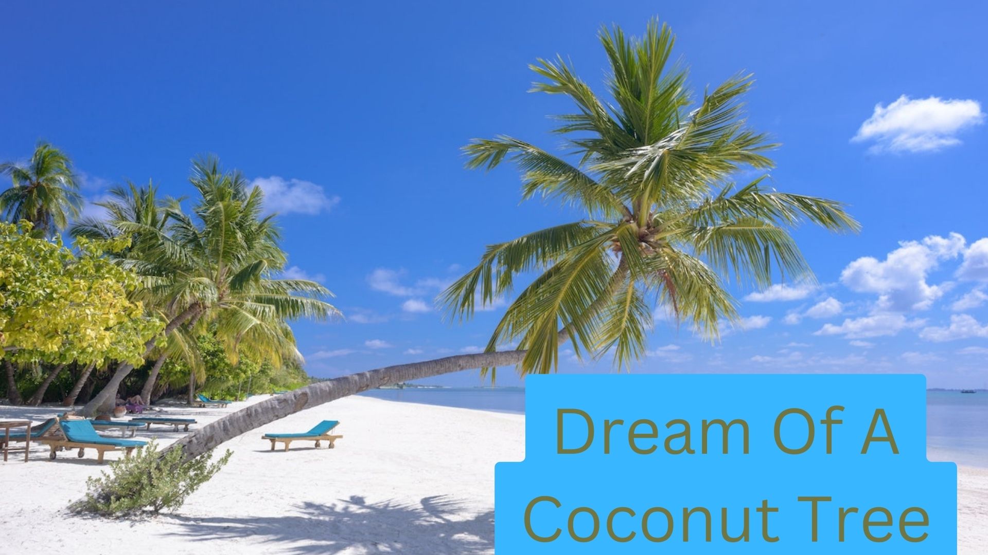 Dream Of A Coconut Tree - Represents A Strong Tendency To Calm Periods