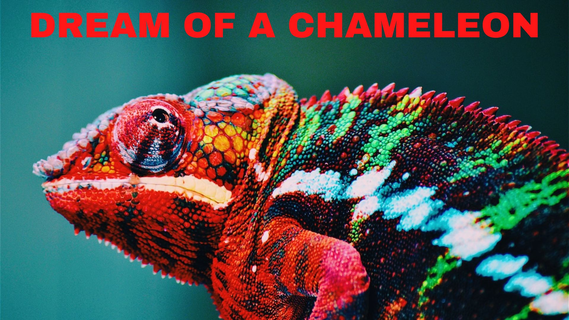 Dream Of A Chameleon Symbolism - Ability To Adapt In Different Situations