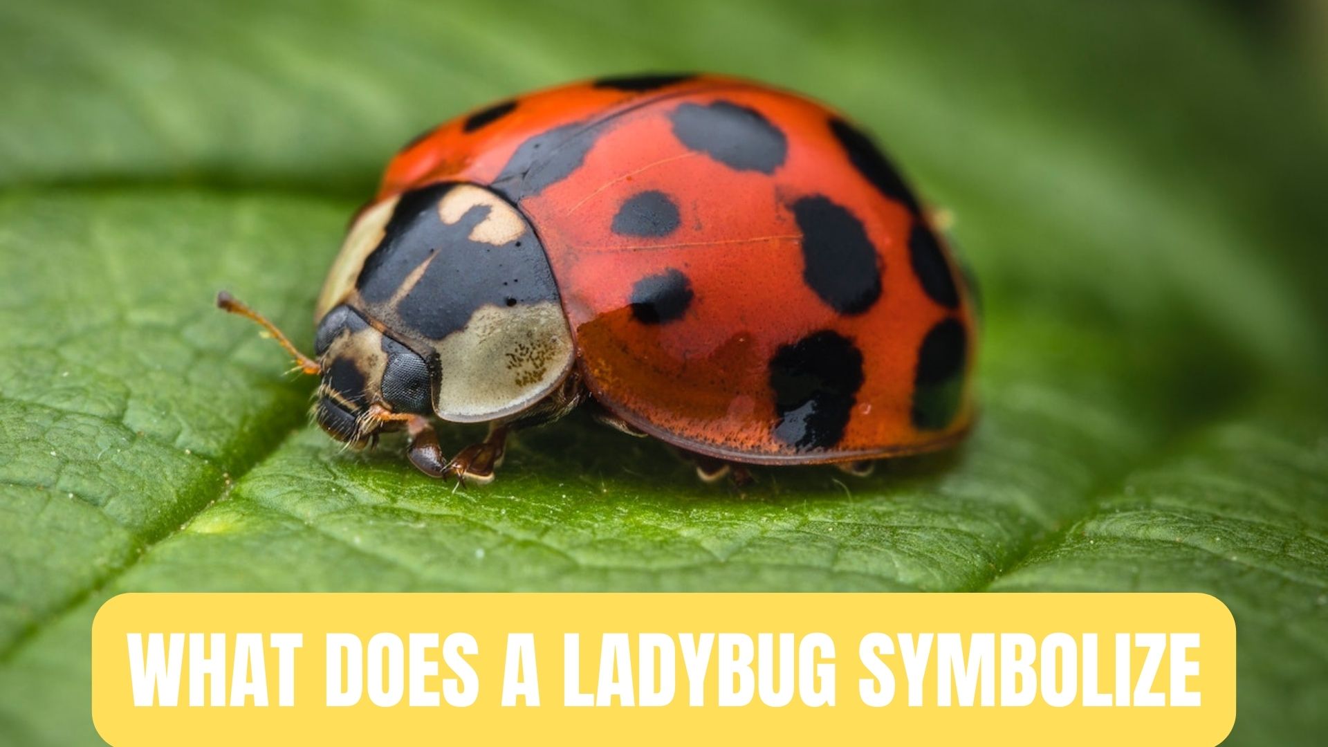 What Does A Ladybug Symbolize? Protection To Resilience To Good Luck