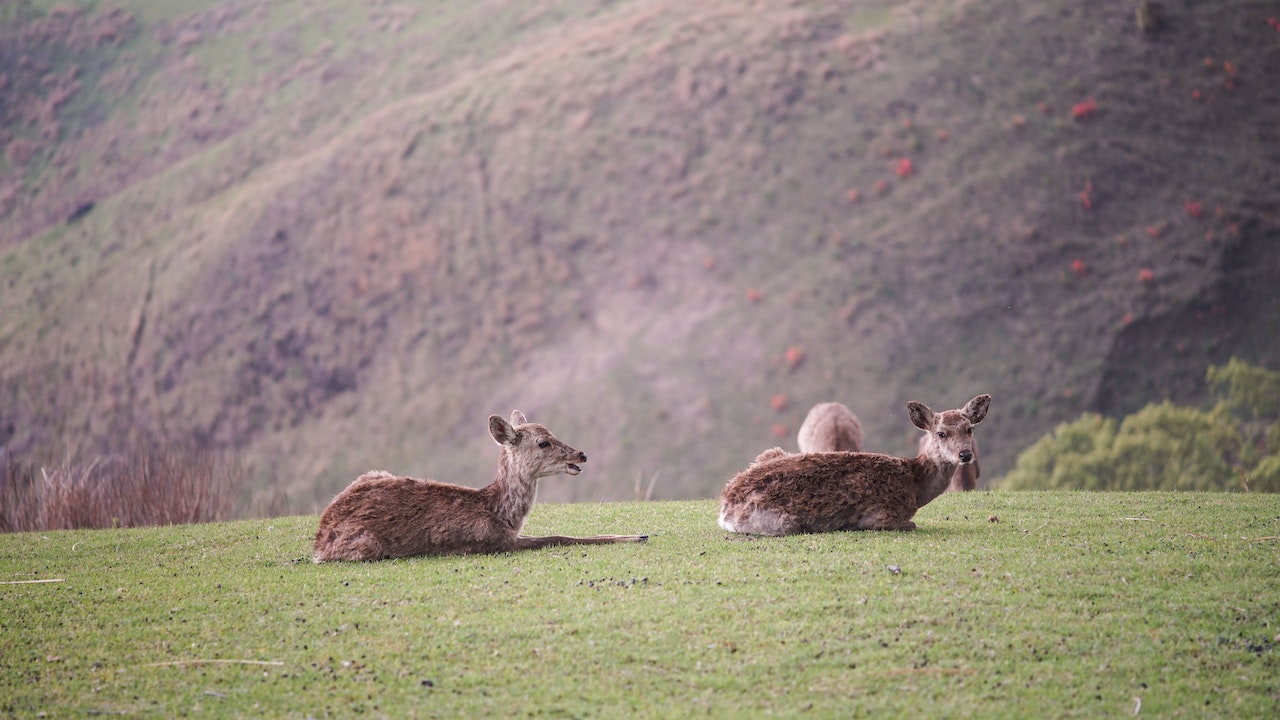 Wild deers resting on grassy meadow