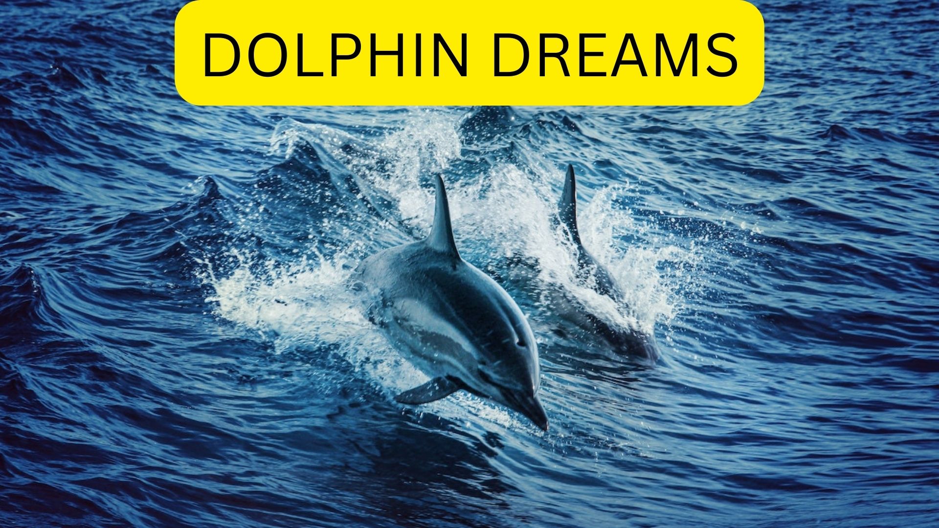 Dolphin Dreams - It Symbolizes Harmony And Excitement