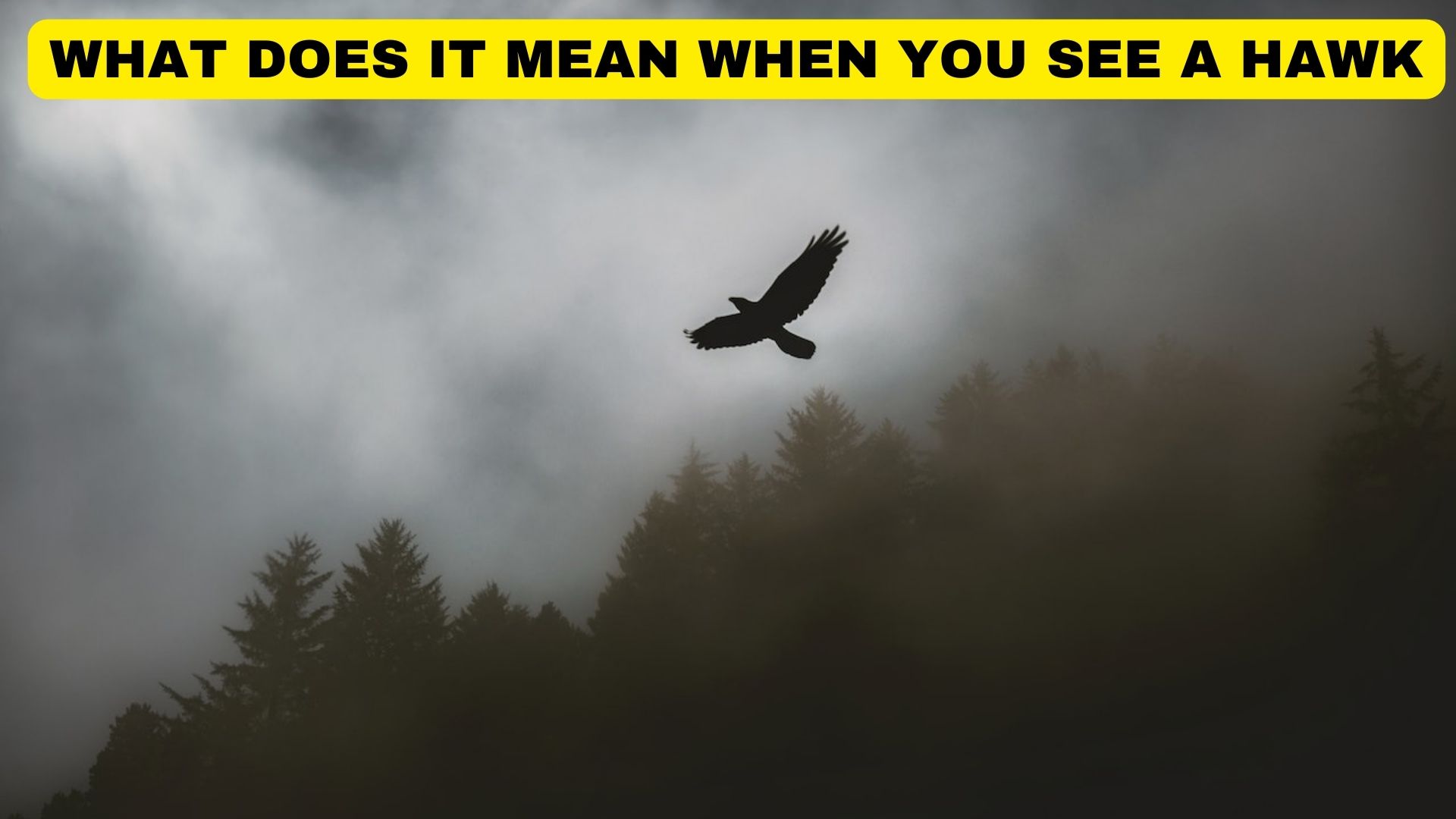 What Does It Mean When You See A Hawk Spiritual & Symbolic Significance?