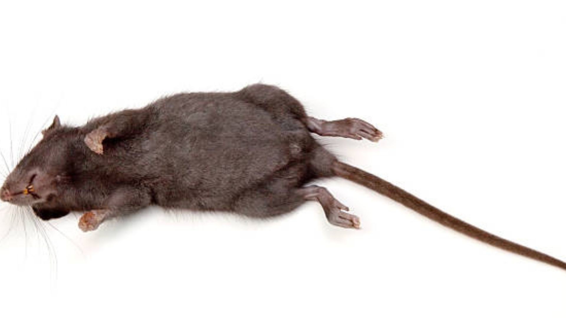 Dead Mouse On White Background