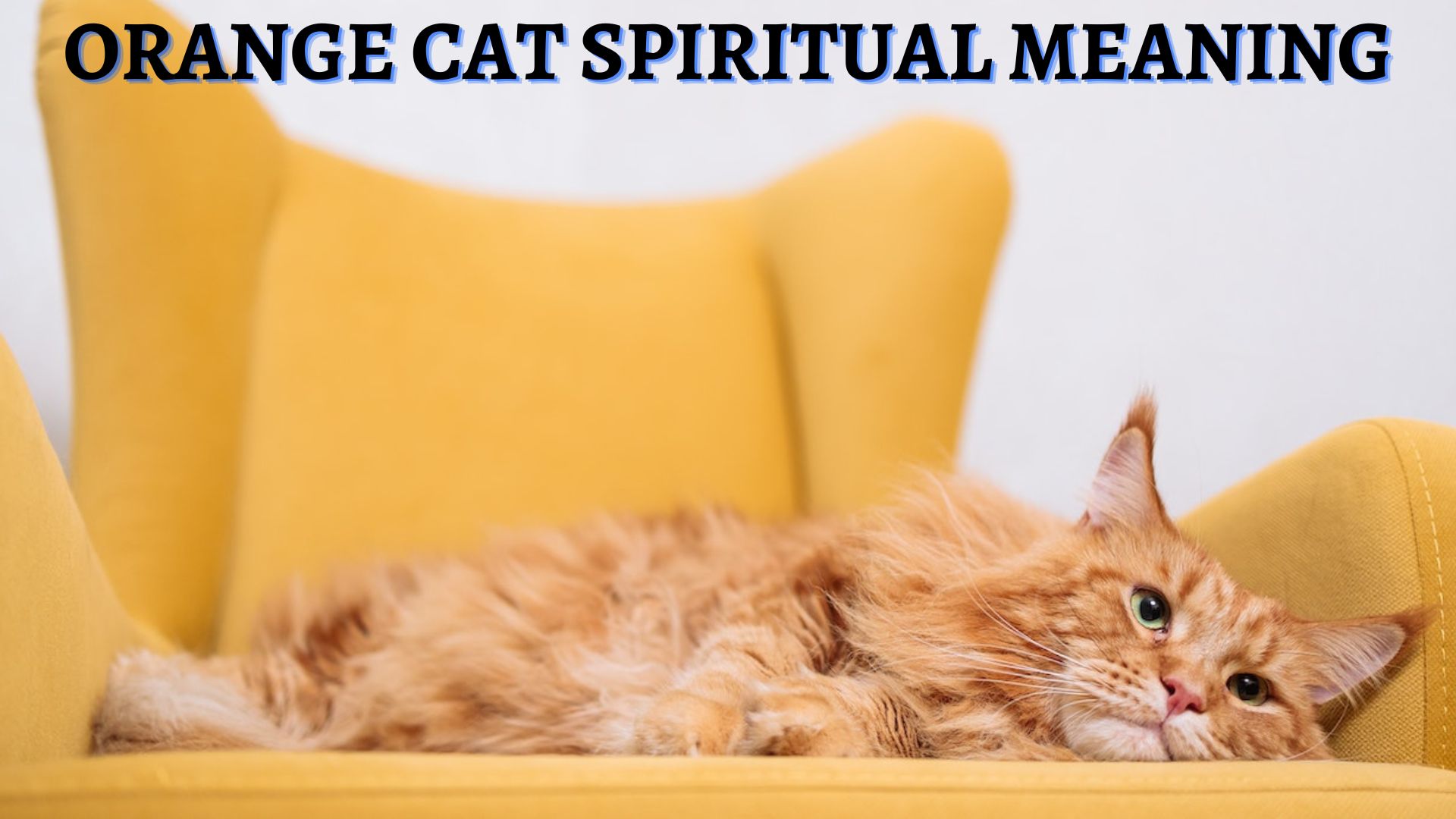 Orange Cat Spiritual Meaning - A Symbol Of Good Luck And Fortune
