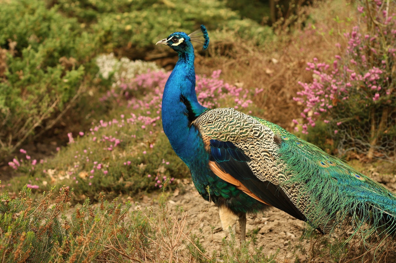 Blue Green and Orange Peacock Standing in the Ground during Daytime